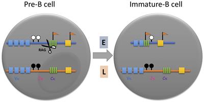 Asynchronous Replication Timing: A Mechanism for Monoallelic Choice During Development